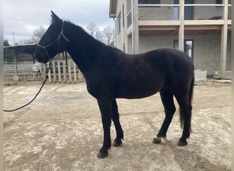 Meer warmbloeden Mix, Ruin, 4 Jaar, 163 cm, Zwart
