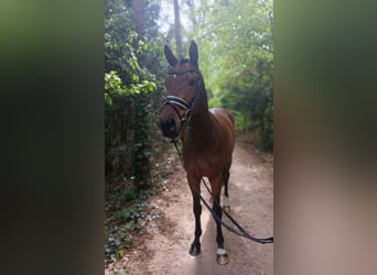 Meer warmbloeden, Ruin, 4 Jaar, 164 cm, Bruin