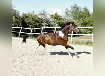 Meer warmbloeden, Ruin, 4 Jaar, 164 cm, Gevlekt-paard