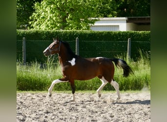 Meer warmbloeden, Ruin, 4 Jaar, 164 cm, Gevlekt-paard