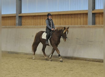 Meer warmbloeden, Ruin, 4 Jaar, 164 cm, Vos