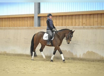 Meer warmbloeden, Ruin, 4 Jaar, 165 cm, Bruin