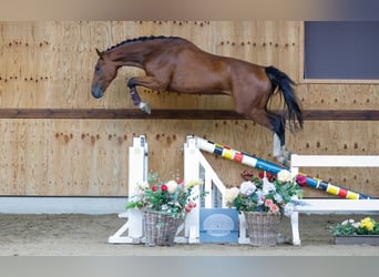 Meer warmbloeden, Ruin, 4 Jaar, 165 cm, Bruin