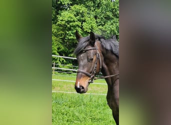 Meer warmbloeden, Ruin, 4 Jaar, 165 cm, Donkerbruin