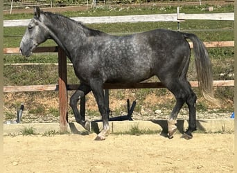 Meer warmbloeden, Ruin, 4 Jaar, 165 cm, Schimmel