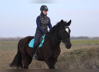 Meer warmbloeden, Ruin, 4 Jaar, 165 cm, Zwart