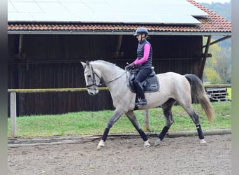 Meer warmbloeden, Ruin, 4 Jaar, 166 cm, Schimmel