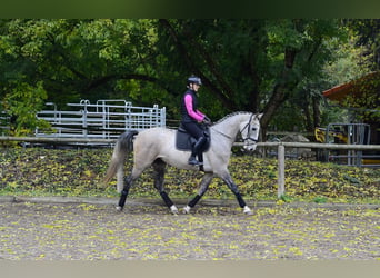 Meer warmbloeden, Ruin, 4 Jaar, 166 cm, Schimmel