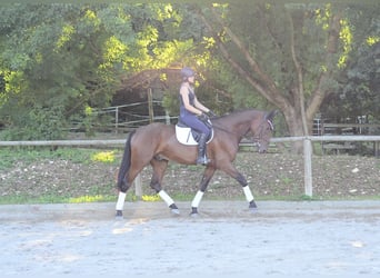 Meer warmbloeden, Ruin, 4 Jaar, 167 cm, Bruin