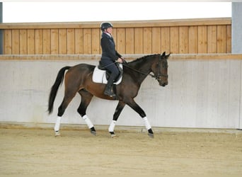 Meer warmbloeden, Ruin, 4 Jaar, 167 cm, Donkerbruin