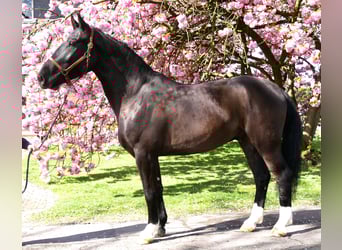 Meer warmbloeden, Ruin, 4 Jaar, 167 cm, Zwartbruin