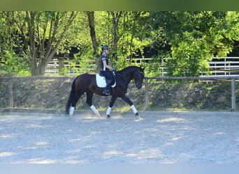 Meer warmbloeden, Ruin, 4 Jaar, 167 cm, Zwartbruin