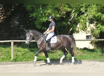 Meer warmbloeden, Ruin, 4 Jaar, 168 cm, Blauwschimmel