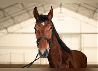 Meer warmbloeden Mix, Ruin, 4 Jaar, 168 cm, Bruin