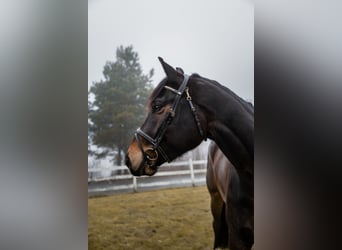 Meer warmbloeden, Ruin, 4 Jaar, 170 cm, Donkerbruin