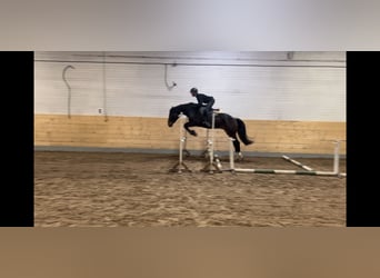 Meer warmbloeden, Ruin, 4 Jaar, 170 cm, Donkerbruin