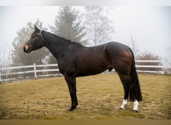 Meer warmbloeden, Ruin, 4 Jaar, 170 cm, Donkerbruin