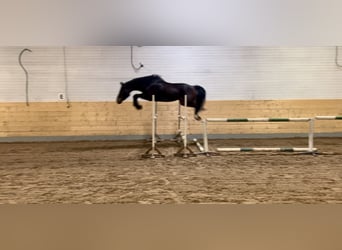 Meer warmbloeden, Ruin, 4 Jaar, 170 cm, Donkerbruin