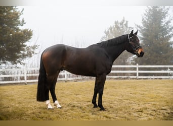 Meer warmbloeden, Ruin, 4 Jaar, 170 cm, Donkerbruin