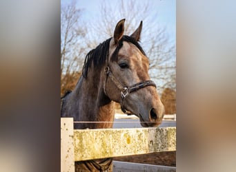 Meer warmbloeden, Ruin, 4 Jaar, 170 cm, Schimmel