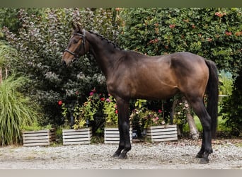 Meer warmbloeden, Ruin, 4 Jaar, 171 cm, Donkerbruin