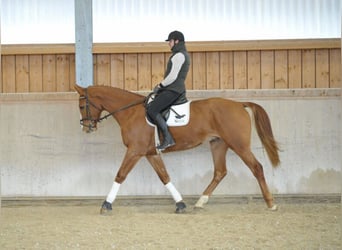 Meer warmbloeden, Ruin, 4 Jaar, 175 cm, Vos