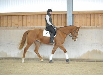 Meer warmbloeden, Ruin, 4 Jaar, 175 cm, Vos