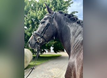 Meer warmbloeden, Ruin, 4 Jaar, 175 cm, Zwartschimmel