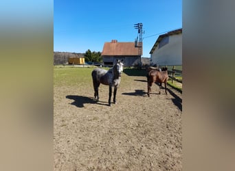 Meer warmbloeden, Ruin, 5 Jaar, 152 cm, Appelschimmel