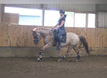 Meer warmbloeden, Ruin, 5 Jaar, 152 cm, Roan-Red