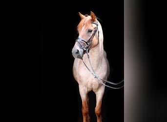 Meer warmbloeden, Ruin, 5 Jaar, 152 cm, Roan-Red