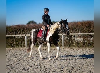 Meer warmbloeden, Ruin, 5 Jaar, 155 cm, Gevlekt-paard