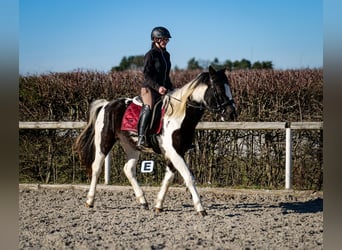 Meer warmbloeden, Ruin, 5 Jaar, 155 cm, Gevlekt-paard