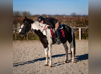 Meer warmbloeden, Ruin, 5 Jaar, 155 cm, Gevlekt-paard