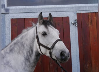 Meer warmbloeden Mix, Ruin, 5 Jaar, 155 cm