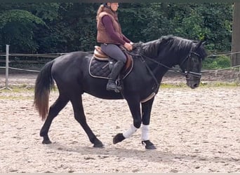 Meer warmbloeden, Ruin, 5 Jaar, 155 cm, Zwartschimmel