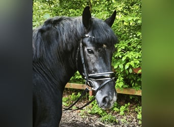 Meer warmbloeden, Ruin, 5 Jaar, 155 cm, Zwartschimmel
