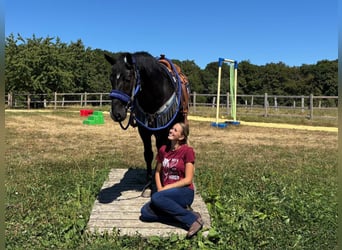 Meer warmbloeden, Ruin, 5 Jaar, 156 cm, Zwart