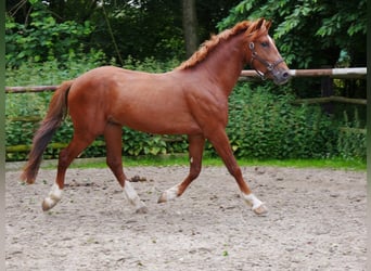 Meer warmbloeden, Ruin, 5 Jaar, 160 cm