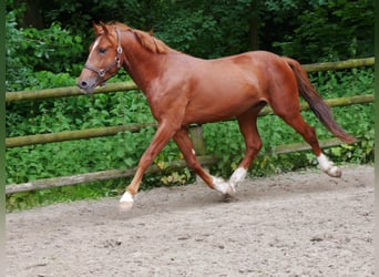 Meer warmbloeden, Ruin, 5 Jaar, 160 cm