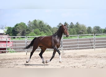 Meer warmbloeden, Ruin, 5 Jaar, 160 cm, Roodbruin