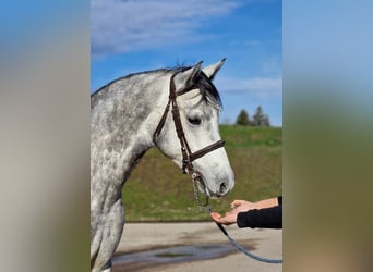 Meer warmbloeden, Ruin, 5 Jaar, 160 cm, Schimmel