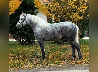 Meer warmbloeden, Ruin, 5 Jaar, 161 cm, Appelschimmel