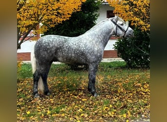 Meer warmbloeden, Ruin, 5 Jaar, 161 cm, Appelschimmel