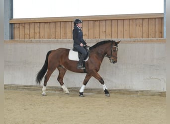 Meer warmbloeden, Ruin, 5 Jaar, 161 cm, Bruin