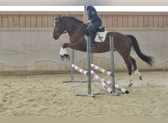 Meer warmbloeden, Ruin, 5 Jaar, 161 cm, Bruin
