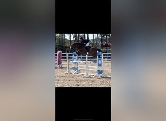 Meer warmbloeden, Ruin, 5 Jaar, 163 cm, Donkere-vos