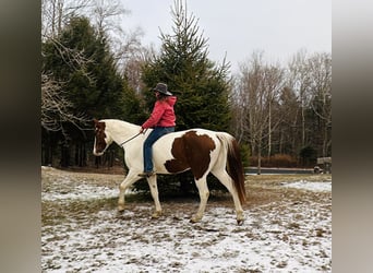 Meer warmbloeden Mix, Ruin, 5 Jaar, 163 cm, Gevlekt-paard