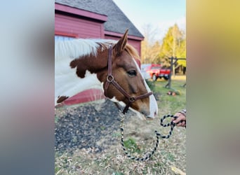 Meer warmbloeden Mix, Ruin, 5 Jaar, 163 cm, Gevlekt-paard