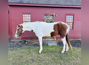 Meer warmbloeden Mix, Ruin, 5 Jaar, 163 cm, Gevlekt-paard